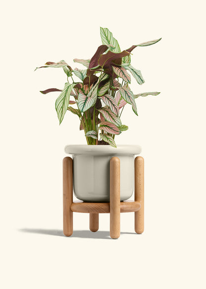 Calathea White Star in a 6 inches Fat Lip Oat Planter in a Beech Wood Stand