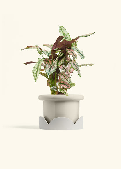 Calathea White Star in a 6 inches Fat Lip Oat Planter in a Oat Petal Drip Tray
