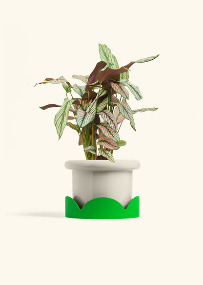Calathea White Star in a 6 inches Fat Lip Oat Planter in a Shamrock Petal Drip Tray