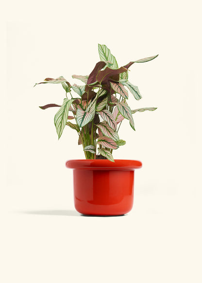 Calathea White Star in a 6 inches Fat Lip Red Planter 