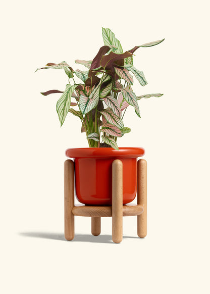 Calathea White Star in a 6 inches Fat Lip Red Planter in a Beech Wood Stand