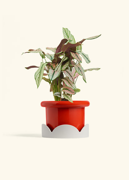 Calathea White Star in a 6 inches Fat Lip Red Planter in a Oat Petal Drip Tray