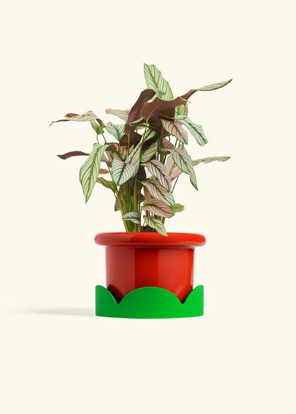 Calathea White Star in a 6 inches Fat Lip Red Planter in a Shamrock Petal Drip Tray