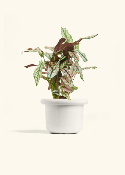 Calathea White Star in a 6 inches Fat Lip White Planter 