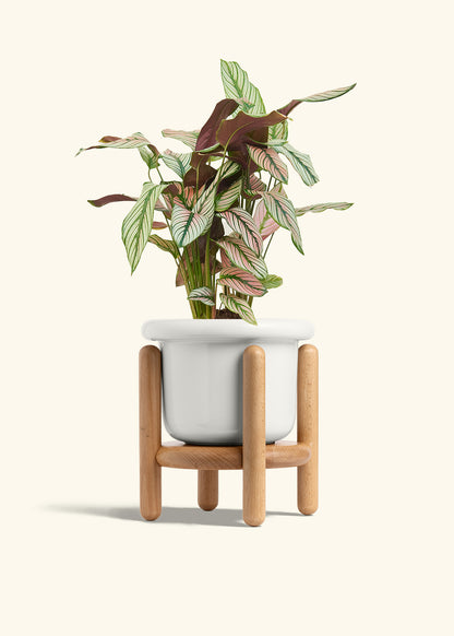Calathea White Star in a 6 inches Fat Lip White Planter in a Beech Wood Stand