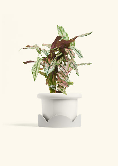 Calathea White Star in a 6 inches Fat Lip White Planter in a Oat Petal Drip Tray