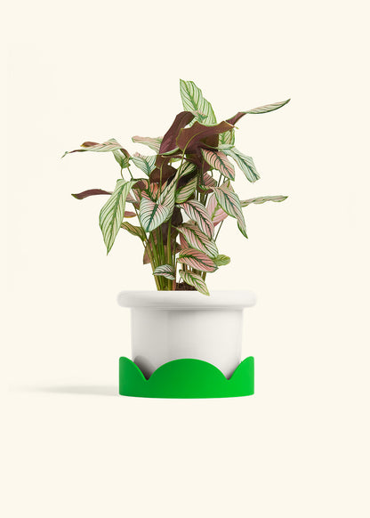 Calathea White Star in a 6 inches Fat Lip White Planter in a Shamrock Petal Drip Tray