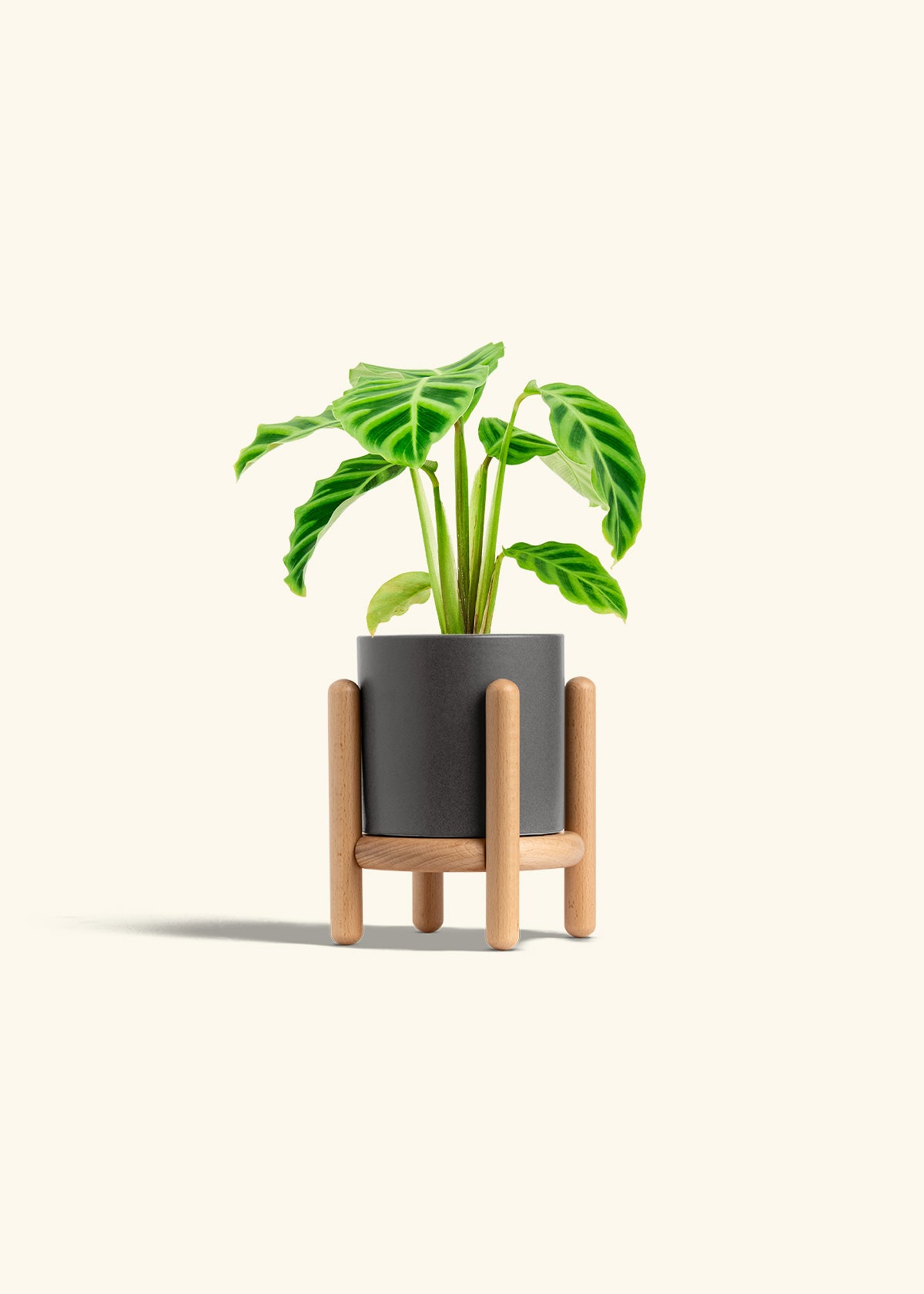 Zebra Calathea in a 4 inches Oat Classic Cylinder Planter in a Oat Petal Drip Tray
