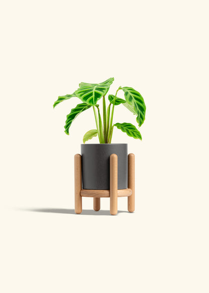 Zebra Calathea in a 4 inches Oat Classic Cylinder Planter in a Oat Petal Drip Tray
