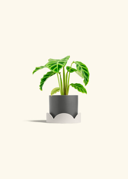 Zebra Calathea in a 4 inches Charcoal Classic Cylinder Planter in a Oat Petal Drip Tray