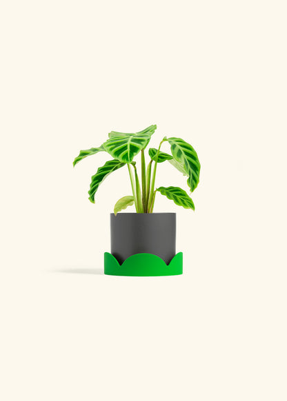 Zebra Calathea in a 4 inches Charcoal Classic Cylinder Planter in a Shamrock Petal Drip Tray