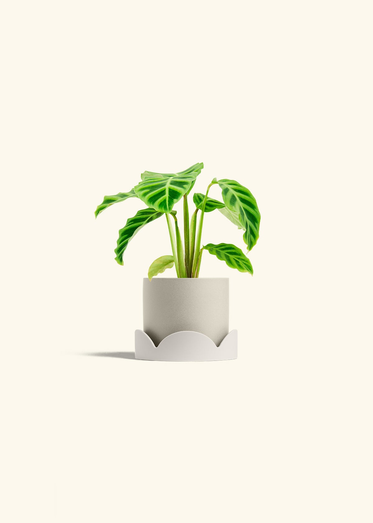 Zebra Calathea in a 4 inches Oat Classic Cylinder Planter in a Shamrock Petal Drip Tray
