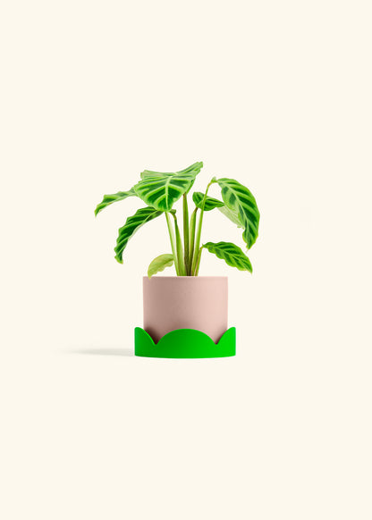 Zebra Calathea in a 4 inches Pink Classic Cylinder Planter in a Shamrock Petal Drip Tray