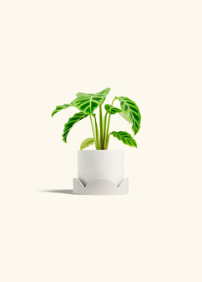 Zebra Calathea in a 4 inches White Classic Cylinder Planter in a Oat Petal Drip Tray