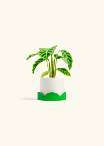 Zebra Calathea in a 4 inches White Classic Cylinder Planter in a Shamrock Petal Drip Tray