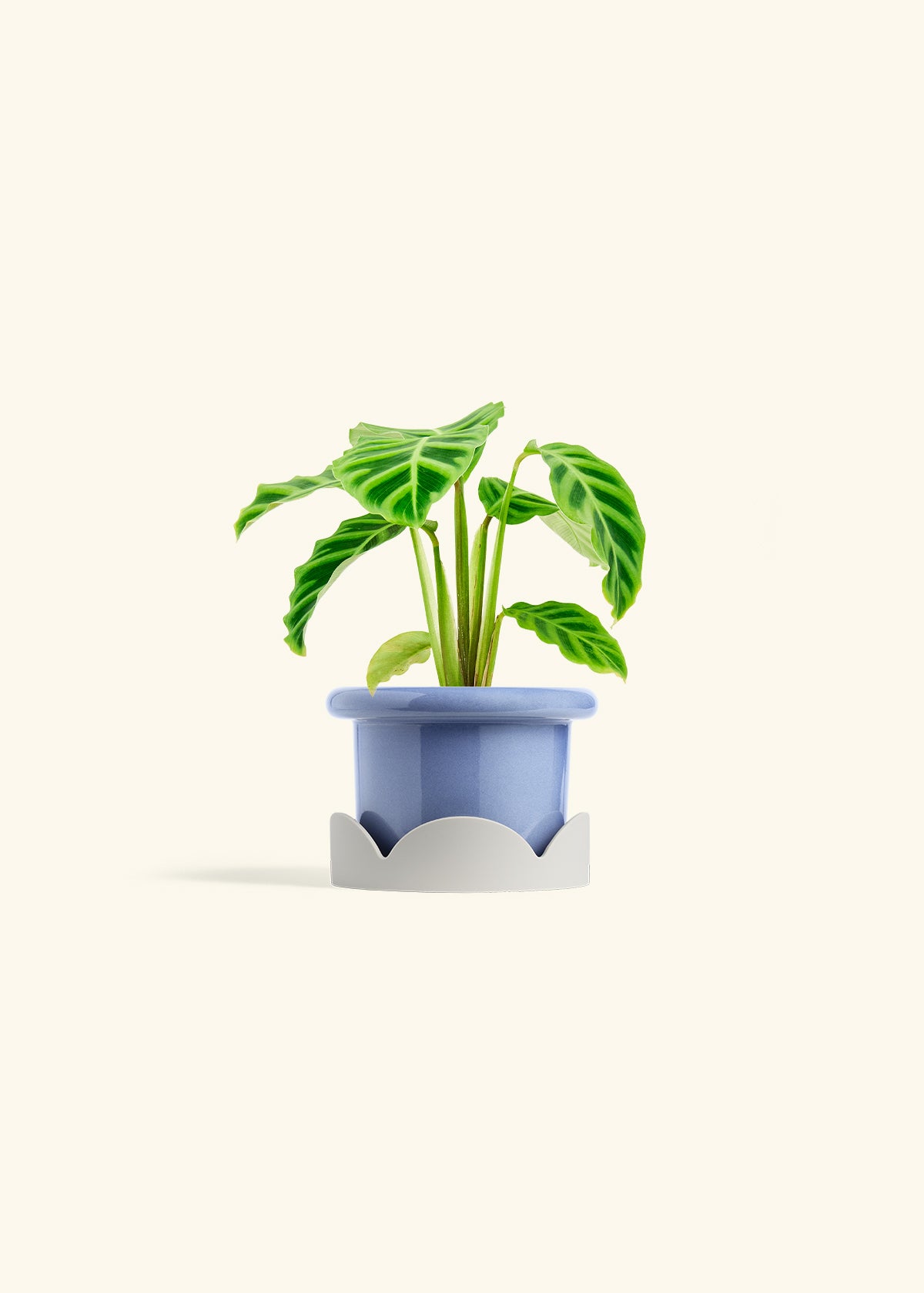 Zebra Calathea in a 4 inches Fat Lip Blue Planter in a Oat Petal Drip Tray