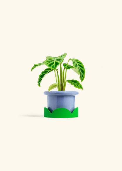Zebra Calathea in a 4 inches Fat Lip Blue Planter in a Shamrock Petal Drip Tray