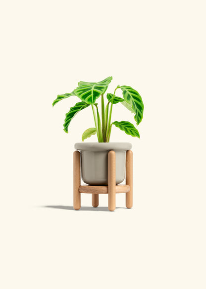 Zebra Calathea in a 4 inches Fat Lip Oat Planter in a Beech Wood Stand
