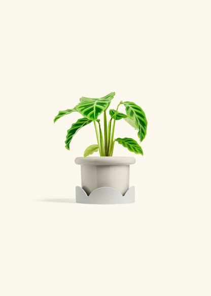 Zebra Calathea in a 4 inches Fat Lip Oat Planter in a Oat Petal Drip Tray