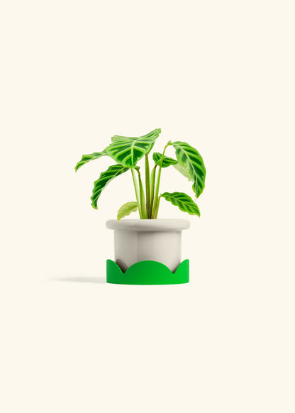 Zebra Calathea in a 4 inches Fat Lip Oat Planter in a Shamrock Petal Drip Tray