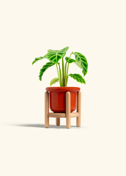 Zebra Calathea in a 4 inches Fat Lip Red Planter in a Beech Wood Stand
