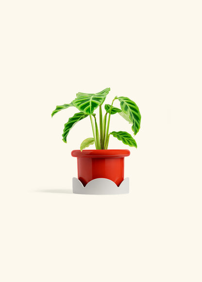 Zebra Calathea in a 4 inches Fat Lip Red Planter in a Oat Petal Drip Tray