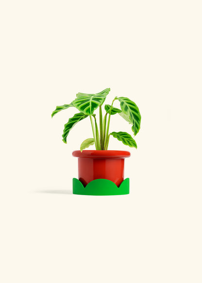 Zebra Calathea in a 4 inches Fat Lip Red Planter in a Shamrock Petal Drip Tray