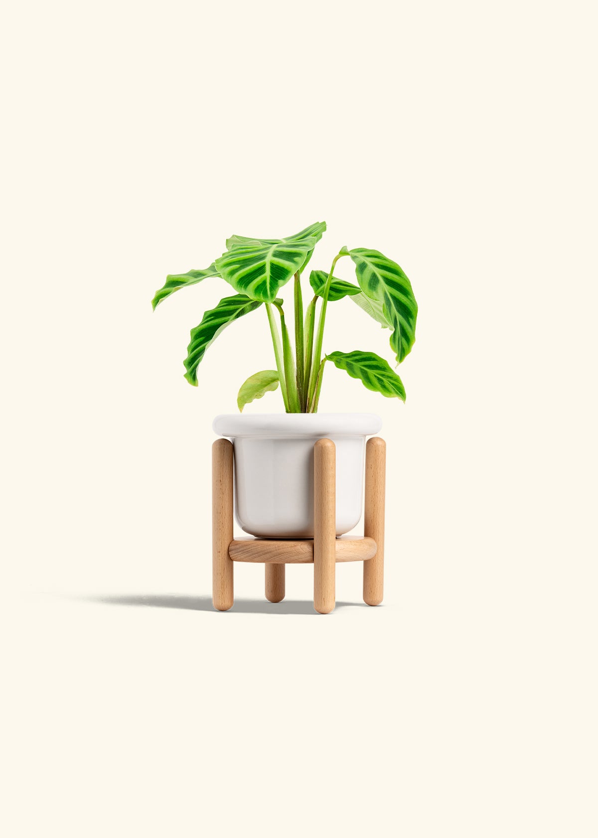 Zebra Calathea in a 4 inches Fat Lip White Planter in a Beech Wood Stand
