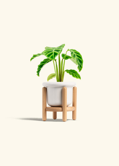 Zebra Calathea in a 4 inches Fat Lip White Planter in a Beech Wood Stand