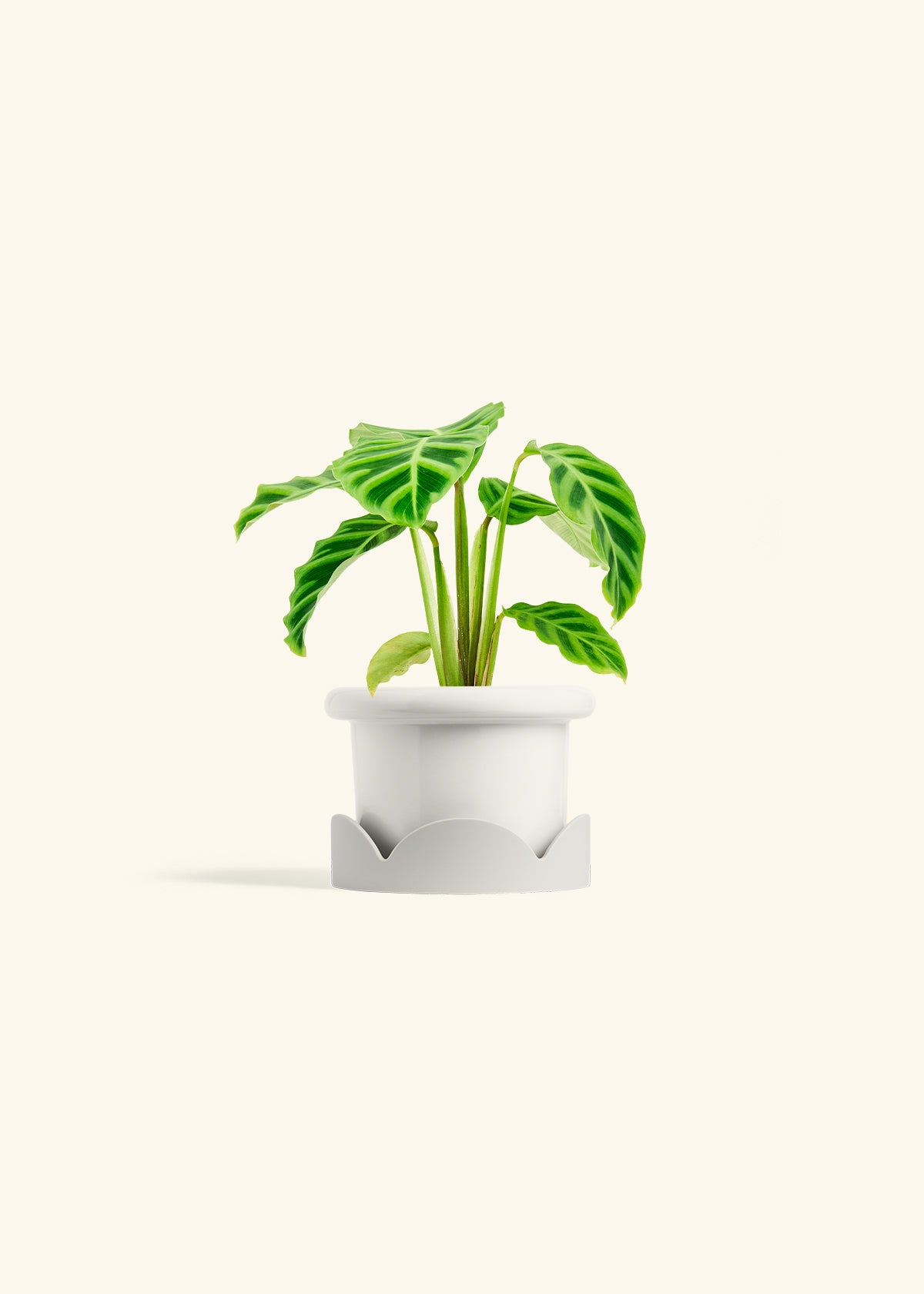 Zebra Calathea in a 4 inches Fat Lip White Planter in a Oat Petal Drip Tray