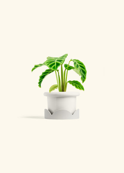 Zebra Calathea in a 4 inches Fat Lip White Planter in a Oat Petal Drip Tray