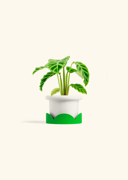 Zebra Calathea in a 4 inches Fat Lip White Planter in a Shamrock Petal Drip Tray