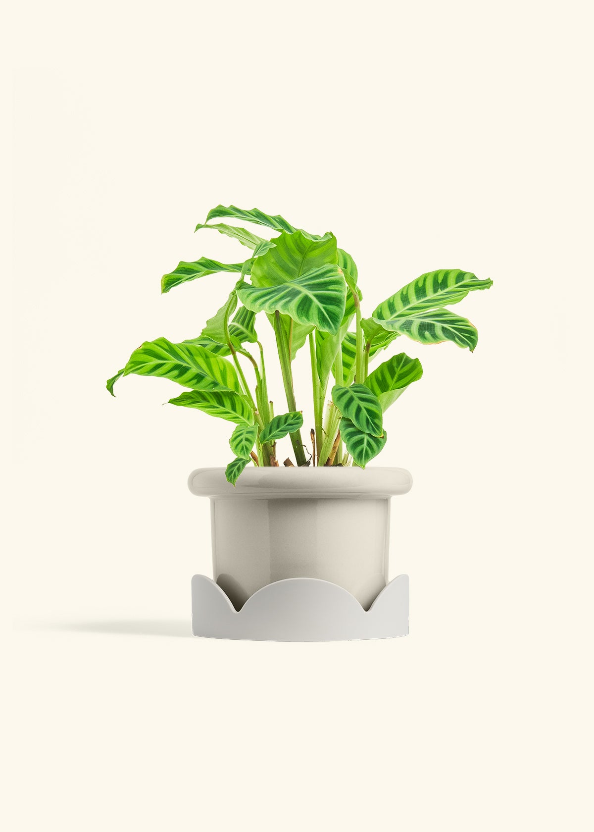 Zebra Calathea in a 6 inches Fat Lip Oat Planter in a Oat Petal Drip Tray