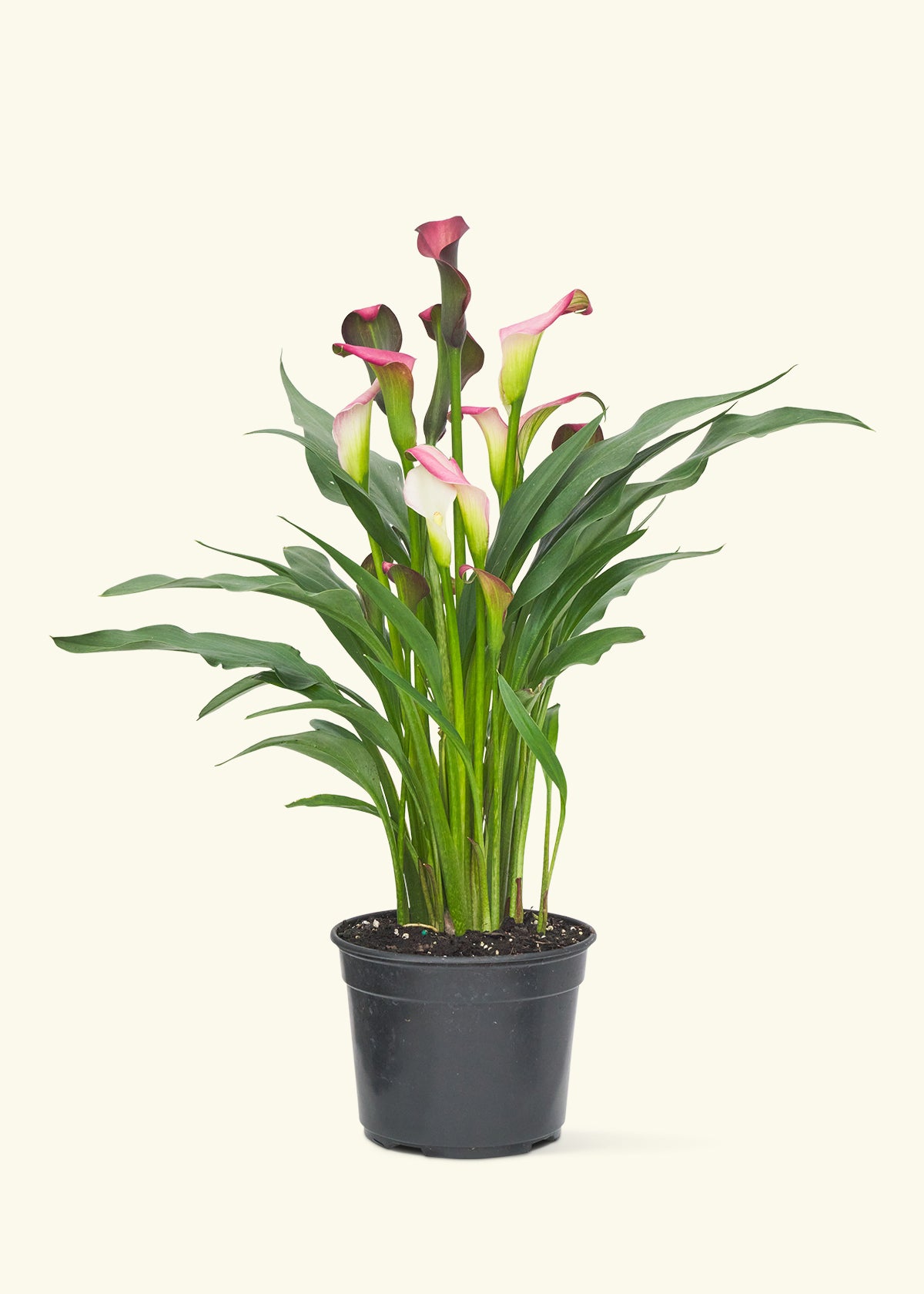 Assorted Calla Lilies, 4-Pack