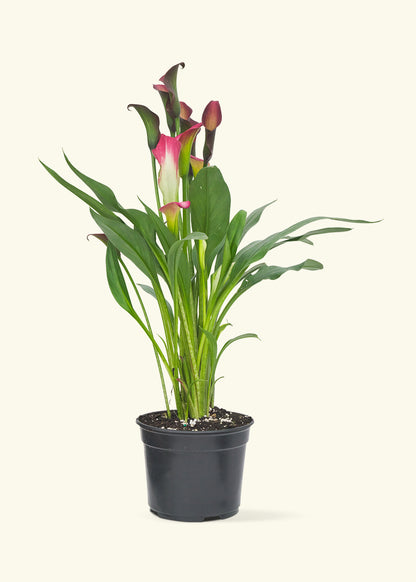 Assorted Calla Lilies, 2-Pack