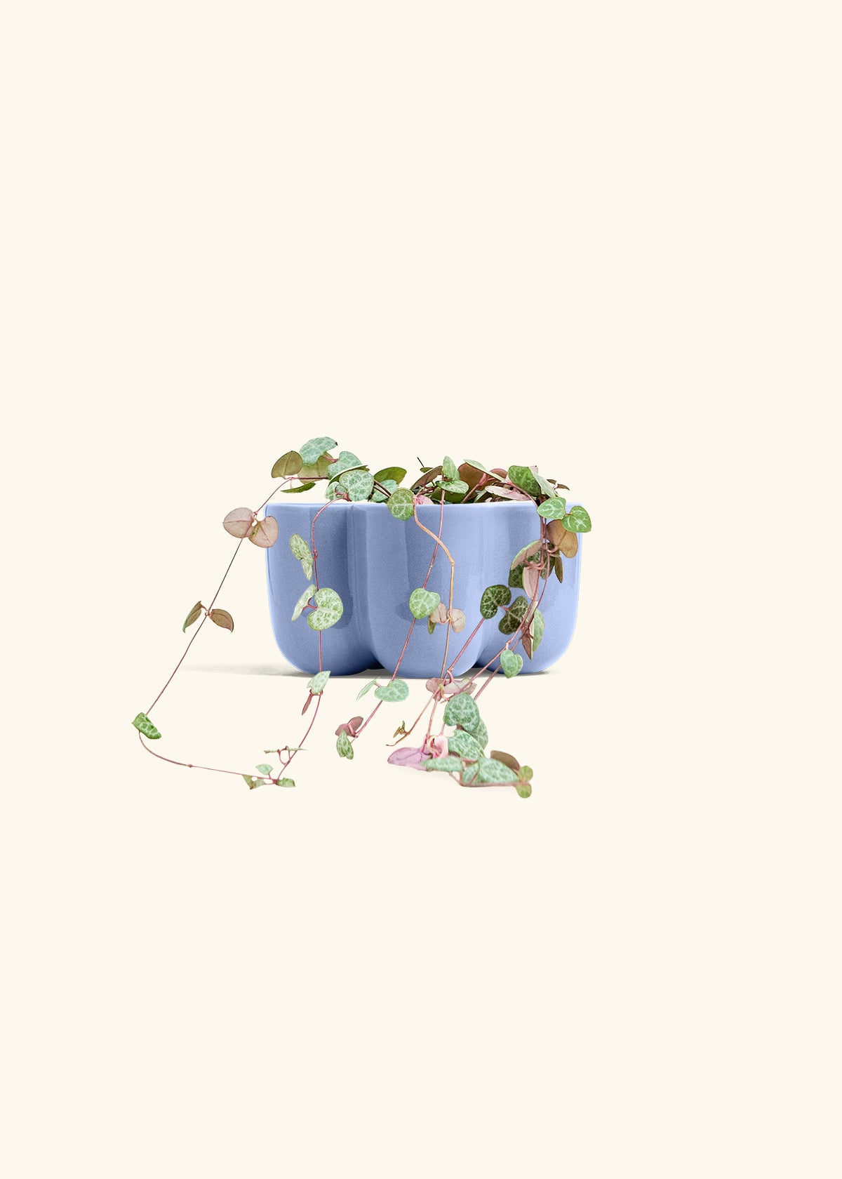 String of Hearts in a 4 inches in a Blue Petal Planter