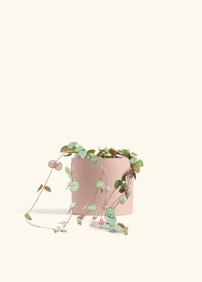 String of Hearts in a 6 inches White Classic Cylinder Planter in a Beech Wood Stand