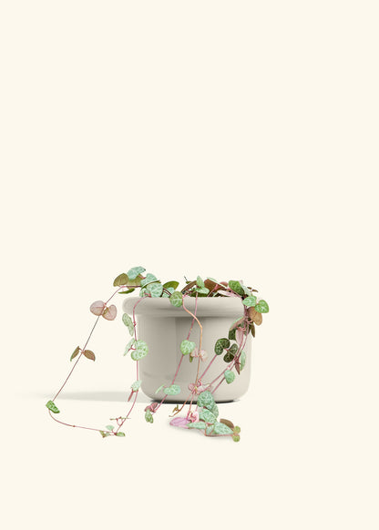 String of Hearts in a 6 inches Fat Lip Red Planter in a Beech Wood Stand