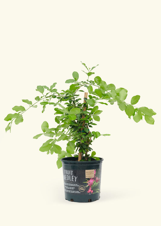 Barbados Cherry Tree in a pot