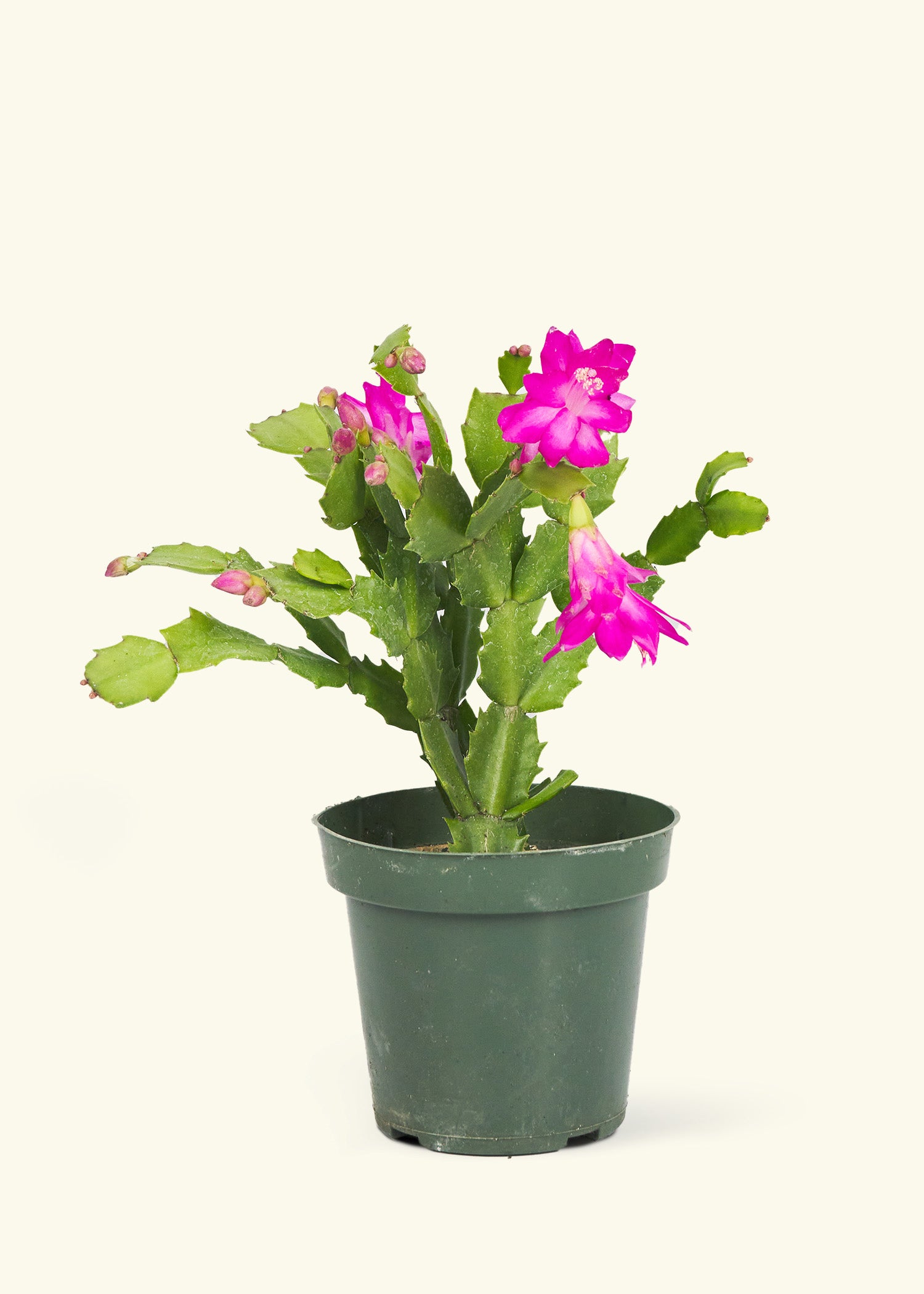 Small Pink Christmas Cactus in a grow pot.