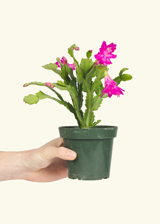 Pink Christmas Cactus in a 4 inches grow pot