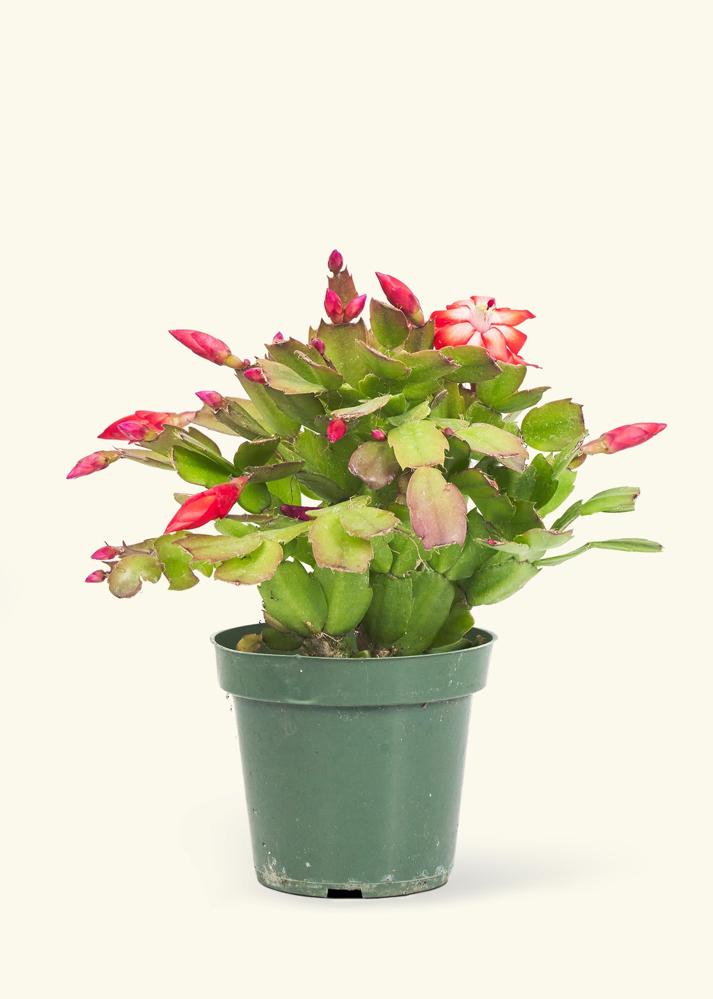 Small Red Christmas Cactus in a grow pot.