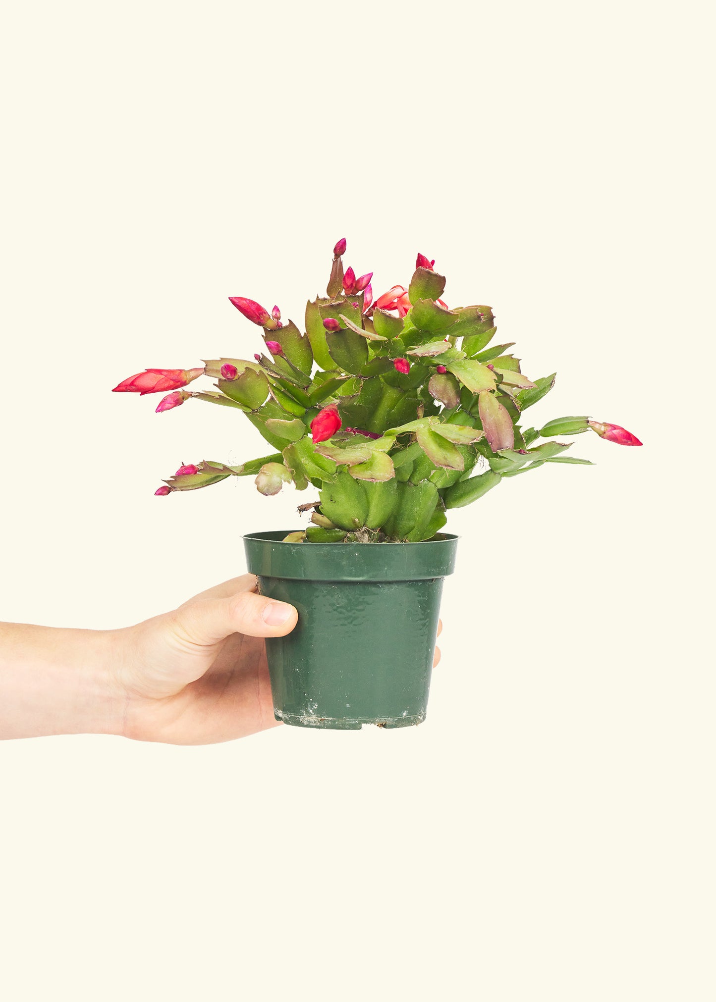 Small Red Christmas Cactus in a grow pot.