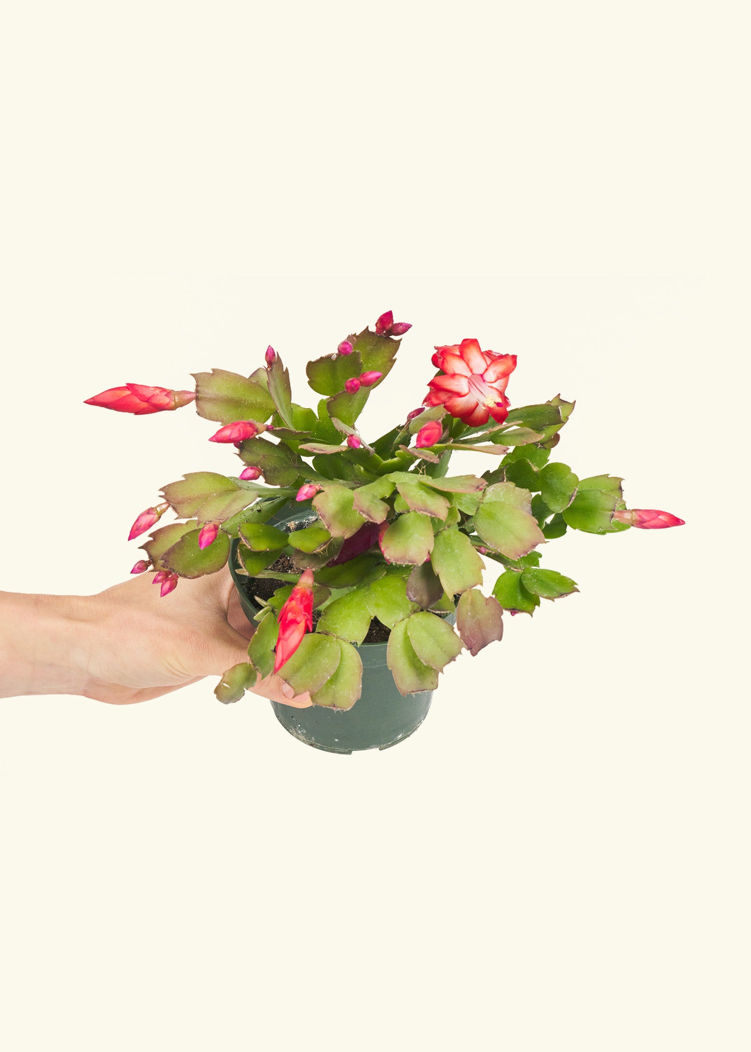 Small Red Christmas Cactus in a grow pot.