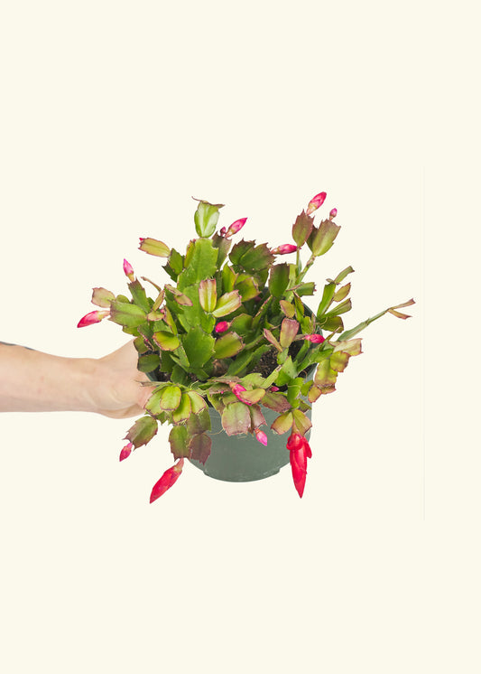 Christmas Cactus in a 6 inches grow pot