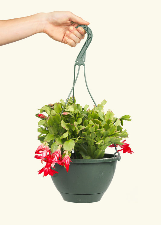 Christmas Cactus in a 8 inches hanging planter