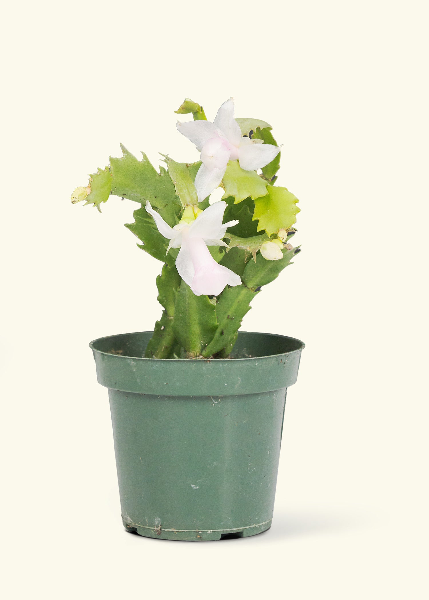 Small White Christmas Cactus in a grow pot.