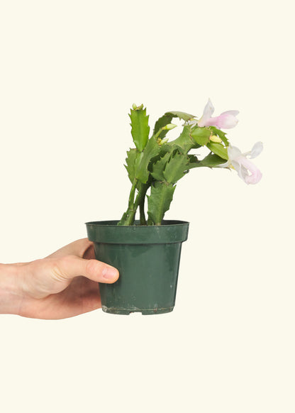 Small White Christmas Cactus in a grow pot.