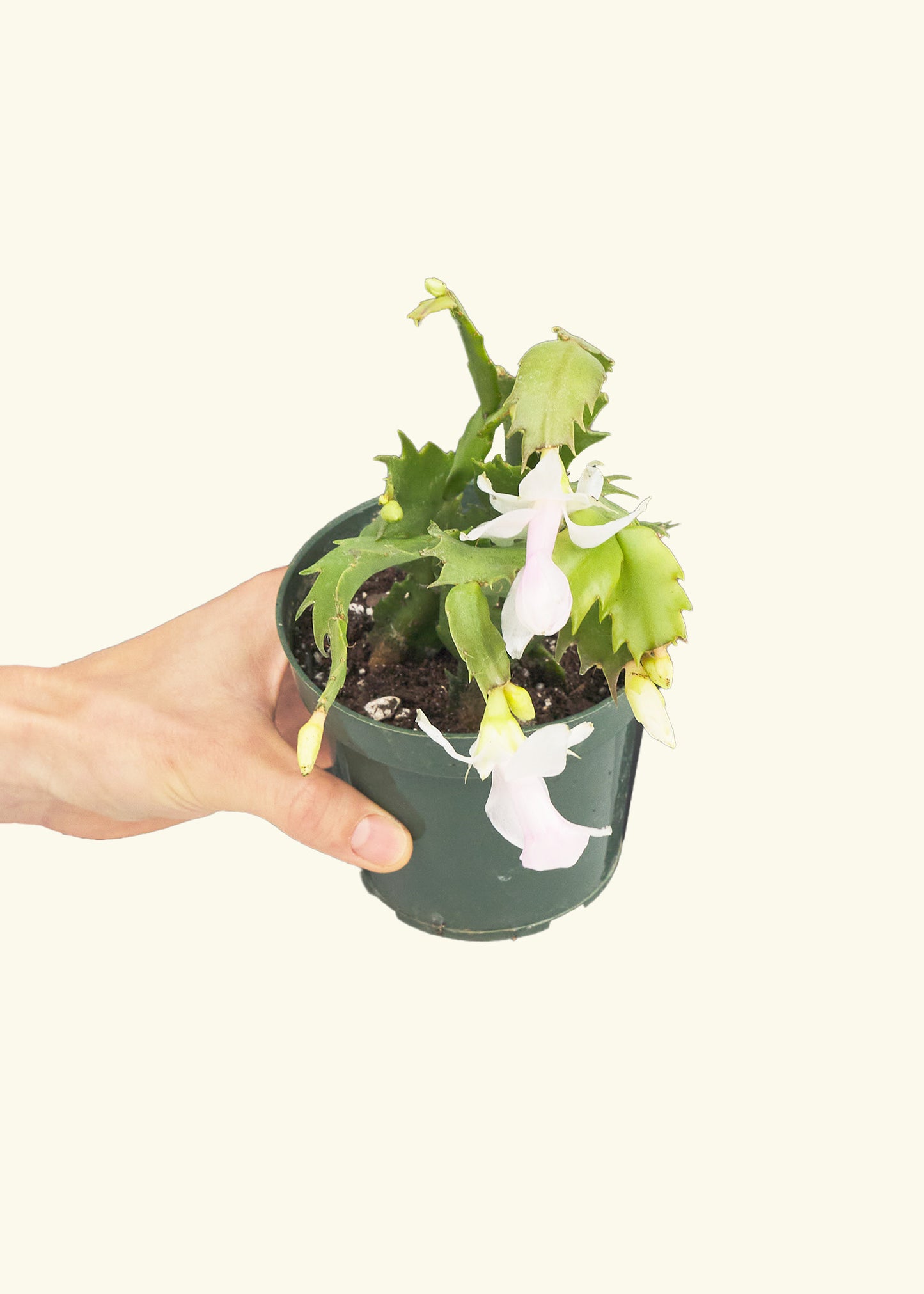 Small White Christmas Cactus in a grow pot.