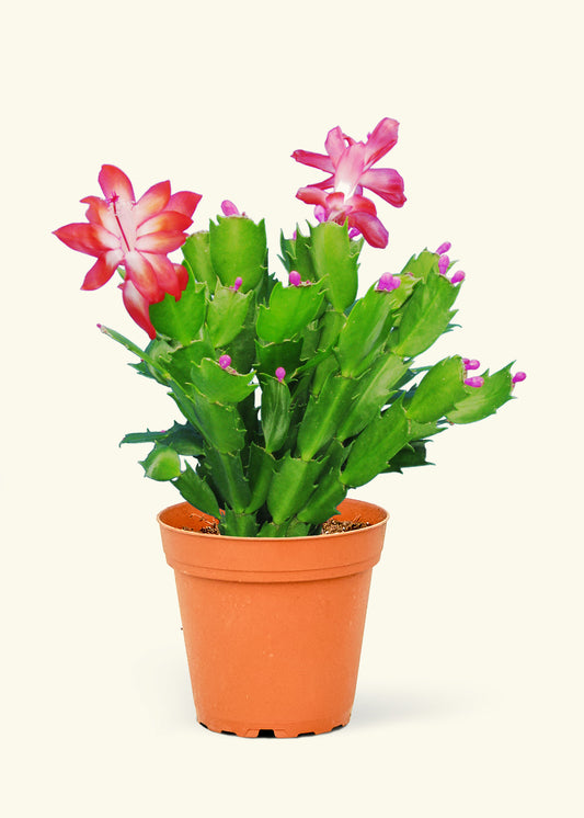 Small Red Christmas Cactus in a grow pot.
